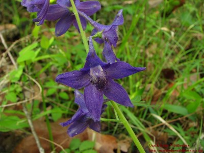 All flowers in the Delphinium family are poisonous