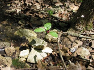 Trillium growing in dry creek bed