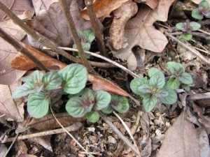 Close up of Mountain Mint emerging March 17