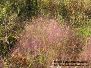 pink-muhly-grass-muhlenbergia-capillaris