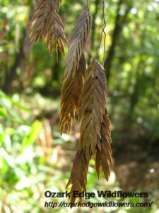 river-oats-chasmanthium-latifolium