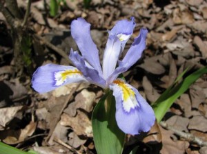 Iris cristata in bloom