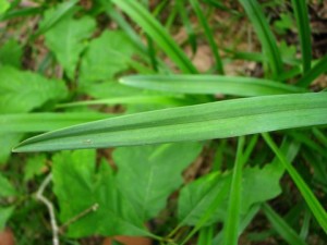 Featherbell leaf