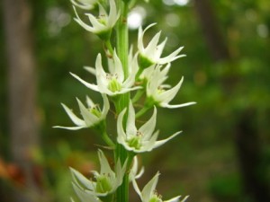 stenathium-gramineum-close-up-flowers-july-09