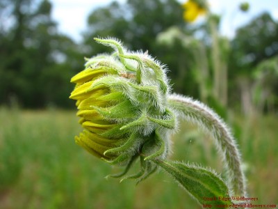 Ashy Sunflower Helianthus Mollis