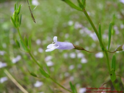Ozark Calamint (Calamintha Arkansana) | ozarkedgewildflowers.com