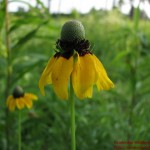 Dracopis amplexicaulis Clasping coneflower1
