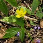 Ranunculus septentrionalis1