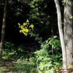 Silphium integrifolium1