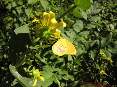 Silphium integrifolium16