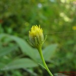 Silphium integrifolium17