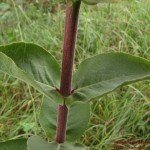 Silphium integrifolium19