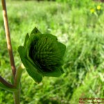 Silphium integrifolium30