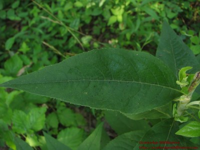 Silphium integrifolium6