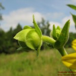 Silphium integrifolium9