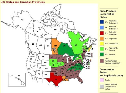 Sanguinaria canadensis Natureserve Conservation Status